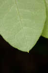 Alabama azalea